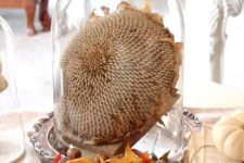 a cool cloche display idea with a dried sunflower head, acorns, leaves and a faux pumpkin