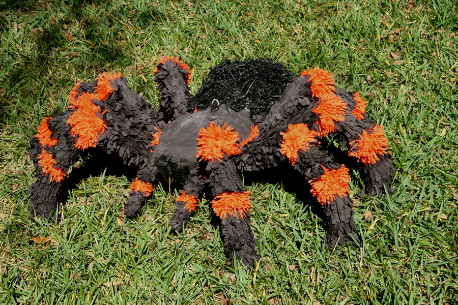 DIY large and bold tarantula pinata for Halloween