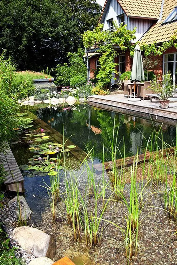 a beautiful and natural swimming pond with water plants and a bit of wood to line up the pool, with a wooden deck