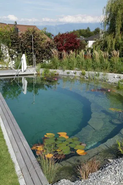 a large swimming pond with rocks inside, cool water plants, a wooden deck and some plants around is a cool and welcoming water body