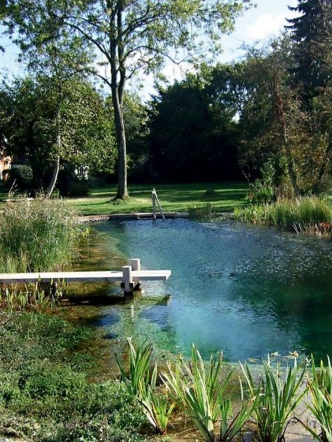 a large natural swimming pond surrounded with greenery and other plants, with a wooden deck and a tiny plank bridge to jump inside