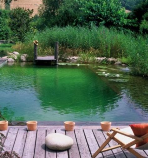 a natural swimming pool with grasses, water lilies and a wooden deck by its side is a dreamy space to stay in