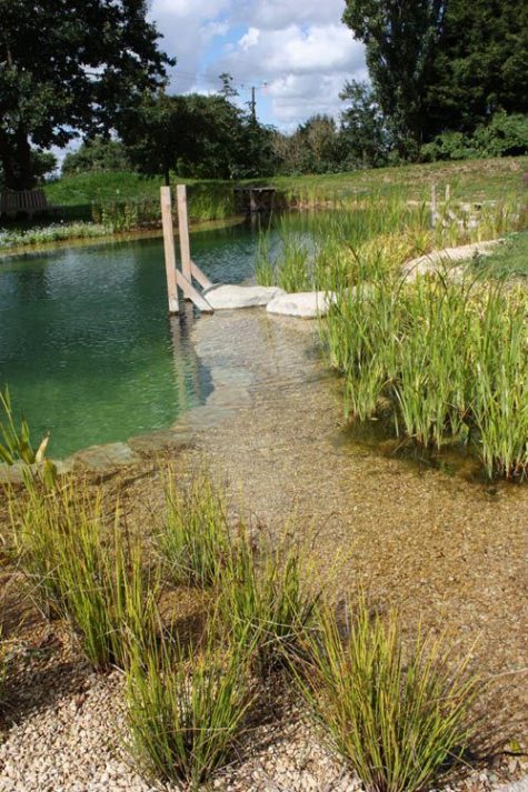 a swimming pond with a rock path and a ladder, surrounded with grasses looks super cool