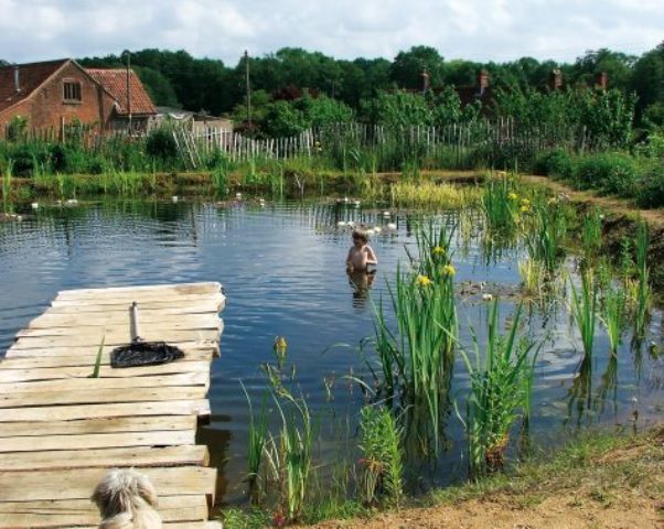 a swimming pond with water plants and a simple wooden deck is a great idea