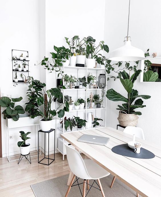 a simple Scandinavian home office turned into a real orangery - these green plants will refresh the space visually and not only