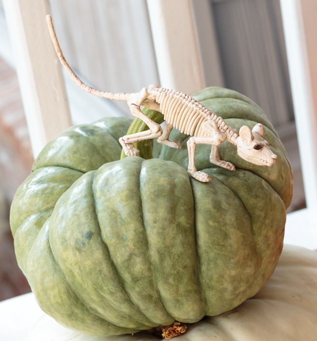 a green heirloom pumpkin with a mouse skeleton is a rustic and natural Halloween decoration you may rock