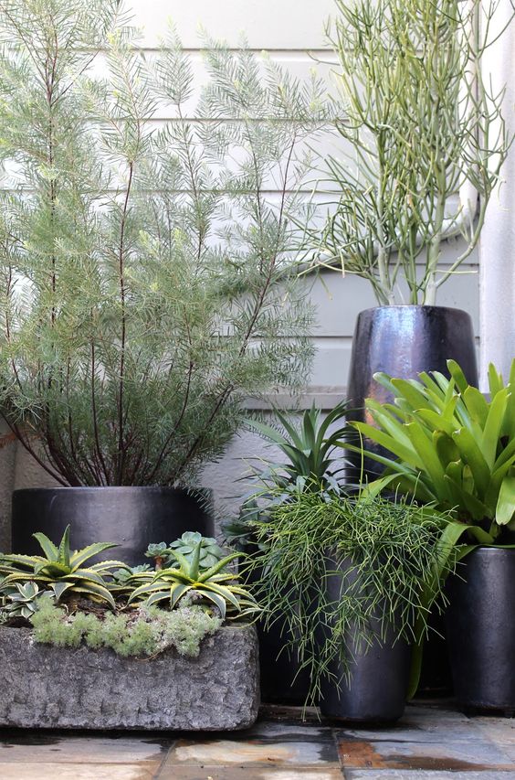 an arrangement of shiny black oversized planters and a textural stone one with various types of greenery and mini trees for an ultra modern space