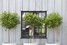 white concrete cup-like planters with trees are great not only for a modern space but also for a rustic one