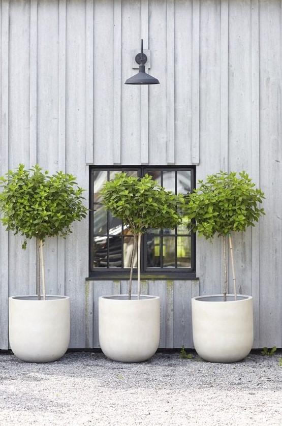 white concrete cup like planters with trees are great not only for a modern space but also for a rustic one
