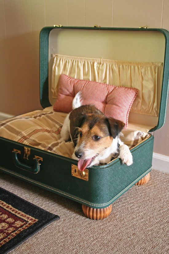 a cozy puppy bed made of a vintage suitcase on legs, with a large cushion and a smaller pillow is a nice way to repurpose
