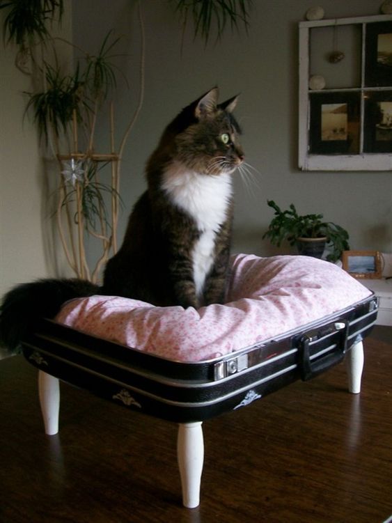 a vintage suitcase placed on legs and filled with a large pillow makes up a perfect pet bed