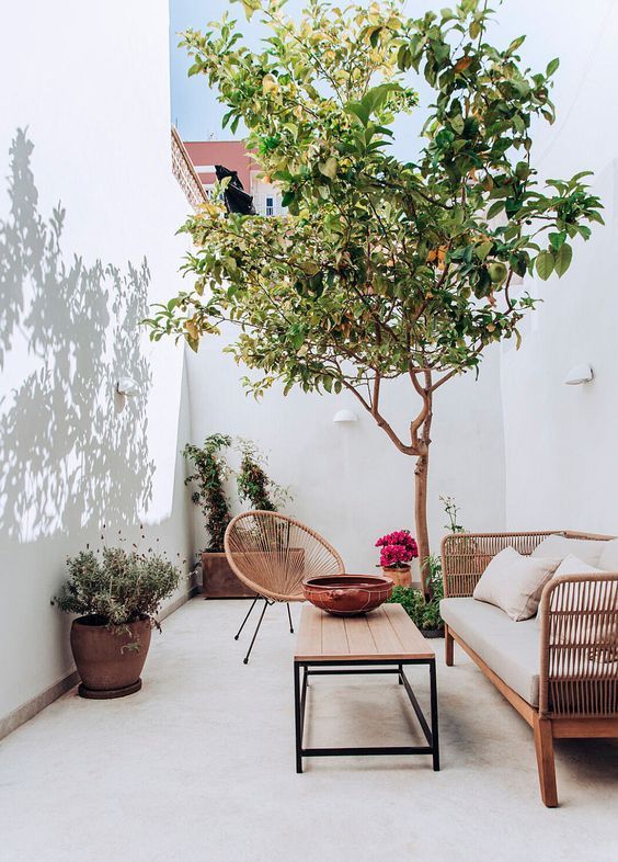 a small terrace with a rattan sofa and a chair, a lwo coffee table, a living tree and greenery, some bold blooms