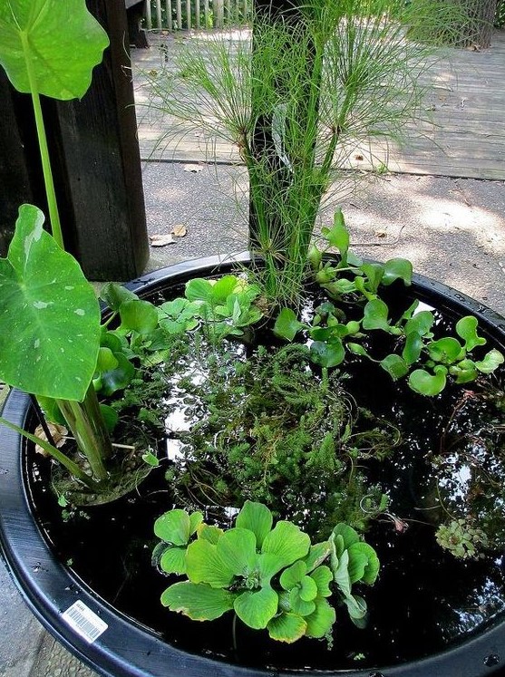 a black container water garden with water plants of various kinds is a stylish idea for a backyard