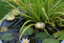 14 a galvanized container water garden with water lilies, rocks and greenery is a cool rustic idea