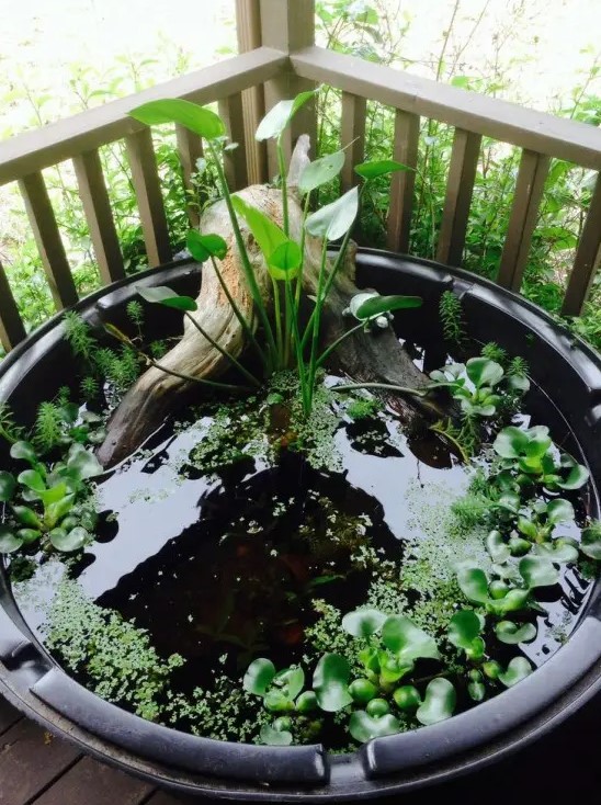 a mini pond in a black plastic tub, with driftwood and some floating water plants on the surface