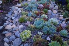 a chic idea to cover the ground with succulents and pebbles placing a large vase as if it fell