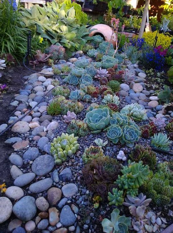 a chic idea to cover the ground with succulents and pebbles placing a large vase as if it fell