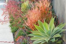a gorgeous low water garden with various types of bright grasses, agaves and succulents