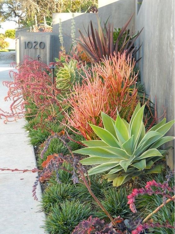 a gorgeous low water garden with various types of bright grasses, agaves and succulents
