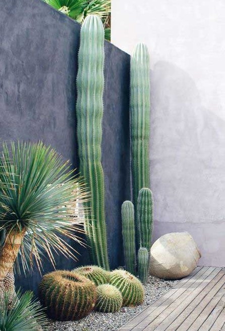 a low water garden of desert cacti, agaves and rocks and pebbles looks spectacular and doesn't require much water