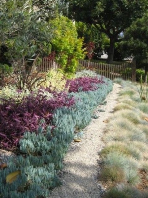 covering the ground with pale succulents and simple grasses create a living tapestry in the front yard