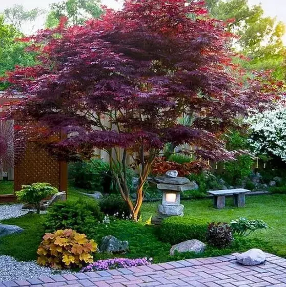 grass, shrubs, bold blooms and a red maple, a stone lantern plus a stone bench for a bold modern Japanese front yard