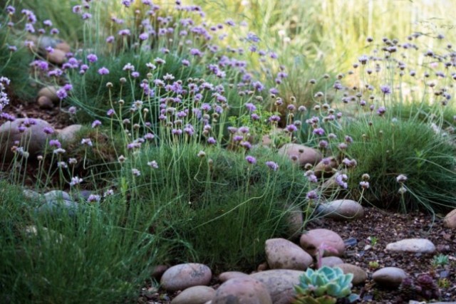 sea thrift forms helpful mats of ground cover, aided here by stones and gravel