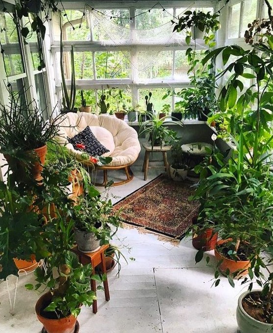 a small sunroom turned into an orangery   a couple of chairs and lots of potted greenery, the space feels like outdoors