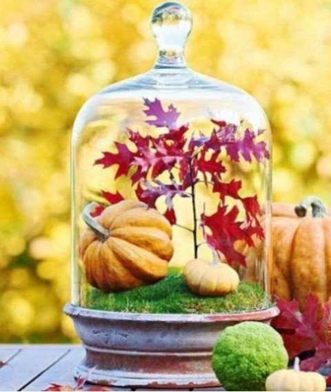 a cloche with moss, fake pumpkins and red fall leaves for a Thanksgiving centerpiece or just decoration