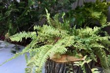 20 a tree stump planter with a lot of ferns growing inside is a stylish idea for a rustic garden or a woodland-inspired one