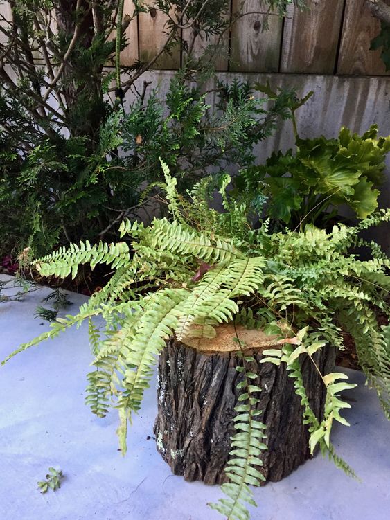 a tree stump planter with a lot of ferns growing inside is a stylish idea for a rustic garden or a woodland-inspired one