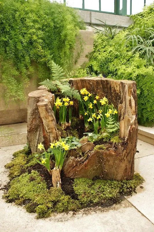 a tree stump with greenery inside and around and some yellow daffodils is a creative planter that adds a natural feel to the space