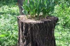 26 a tree stump with pink tulips growing in it is a catchy and bold idea for any garden, it will add a bit of color