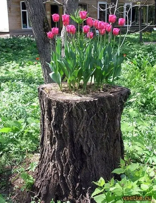 a tree stump with pink tulips growing in it is a catchy and bold idea for any garden, it will add a bit of color