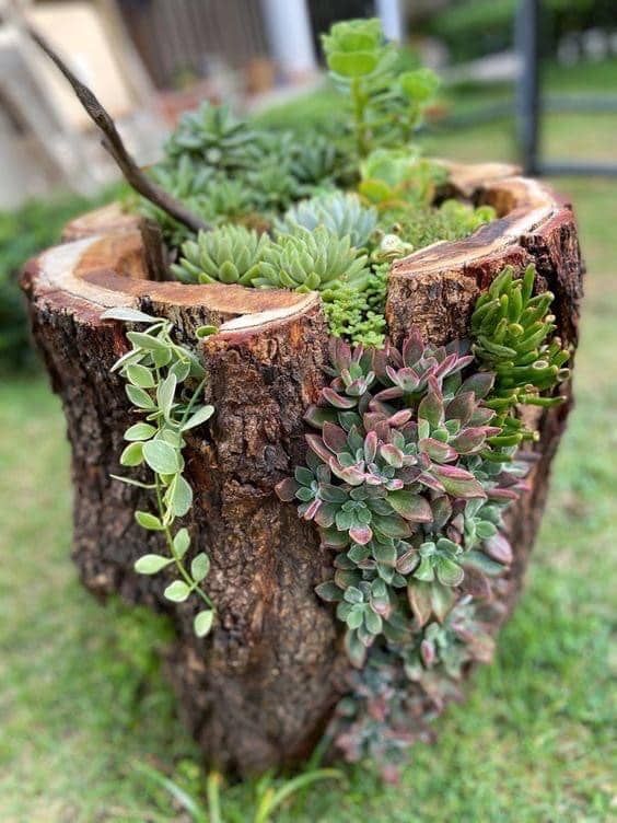 a tree stump with various types of succulents looks very nice and chic and will give a fairy tale feel to the garden