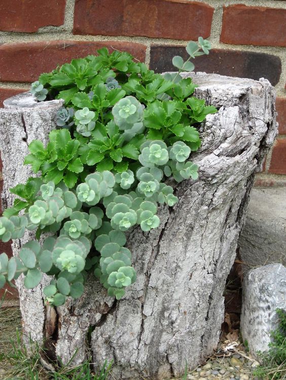 a whitewashed tree stump with some succulents inside is a stylish idea for any gardern or outdoor space