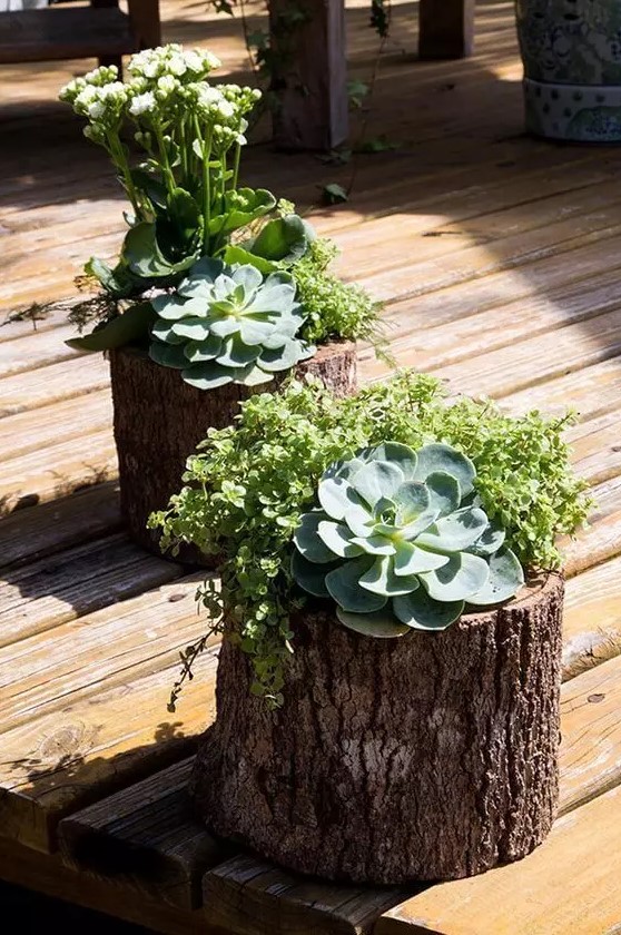 tree stumps with greenery, succulents and white blooms are amazing for a rustic garden space, they look natural and pretty