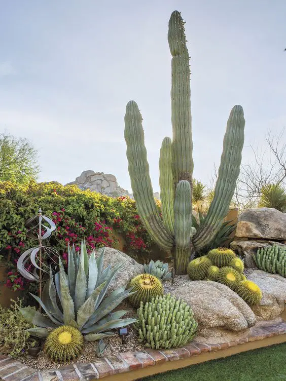 bold and large post cacti, agaves, large cacti and rocks create a fantastic landscape and bold blooms become a lovely backdrop
