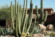 04 gorgeous post cacti and smaller round cacti plus rocks for an ultimate desert garden look