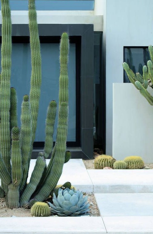large post cacti and some smaller ones plus pale succulents for a bold contemporary look