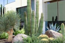 06 large post cacti, large rund cacti and some rocks create a chic modern desert landscape, it looks wow