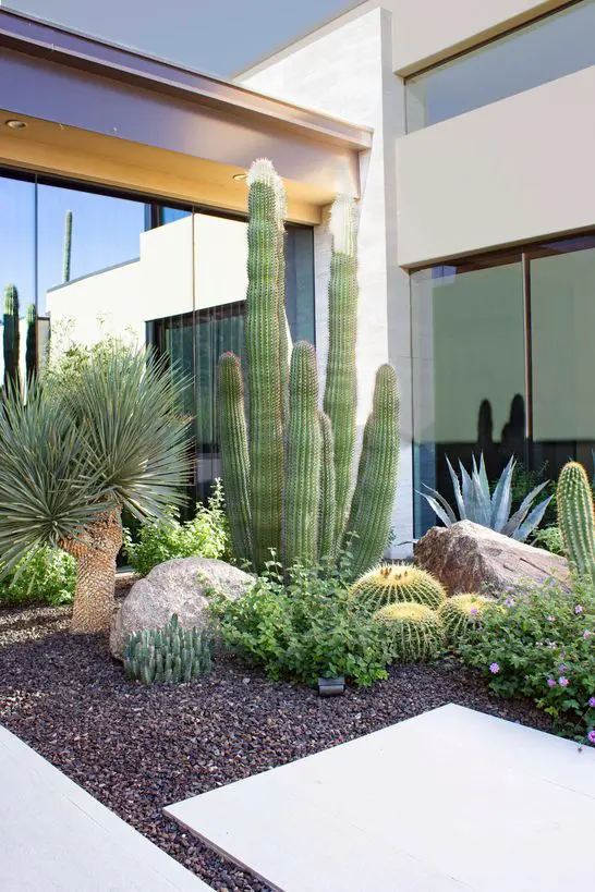 large post cacti, large rund cacti and some rocks create a chic modern desert landscape, it looks wow