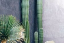 07 post cacti like these ones are very tall and catchy, they will make a bold statement in your garden