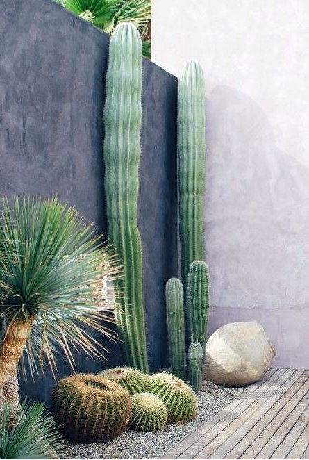 post cacti like these ones are very tall and catchy, they will make a bold statement in your garden