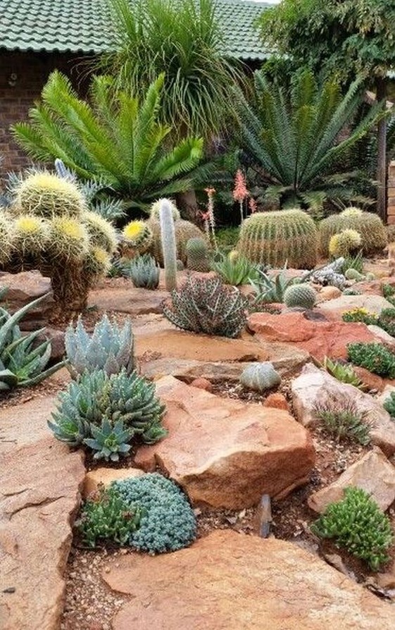wild-looking desert garden with various kinds of cacti and succulents plus large rocks