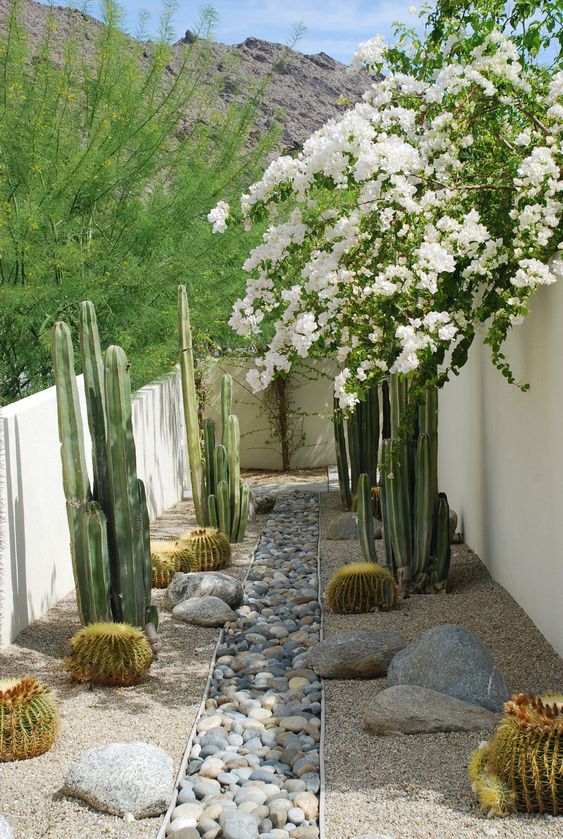 a beautiful desert garden with large rocks lining up the space, with round and post cacti, with pebbles and rocks is a cool space