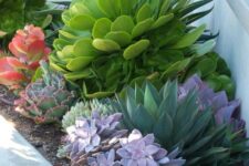 13 a bright layered desert garden in various shades of green and purple plus touches of red
