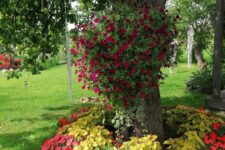 13 a tree surrounded with super bright red, pink blooms, greenery and yellow plants, with a planter with lots of red blooms in it