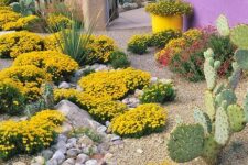 14 a catchy and bright garden with bold yellow and red blooms, with cacti and pebbles, with gravel plus a purple fence as a backdrop
