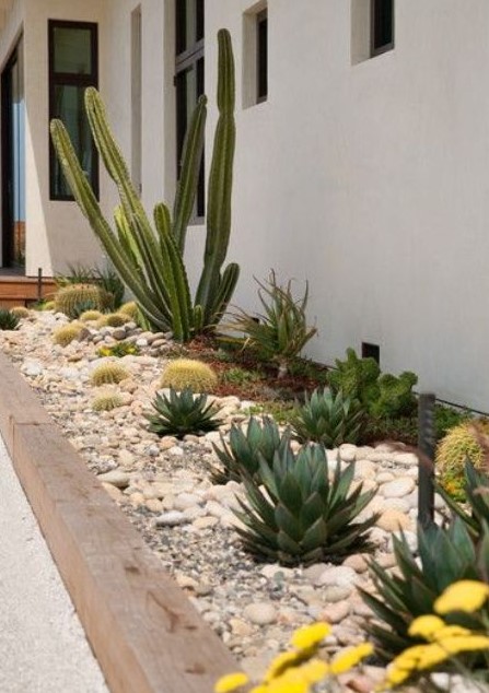 combine cacti with smaller ones and succulents to create a catchier and bolder look